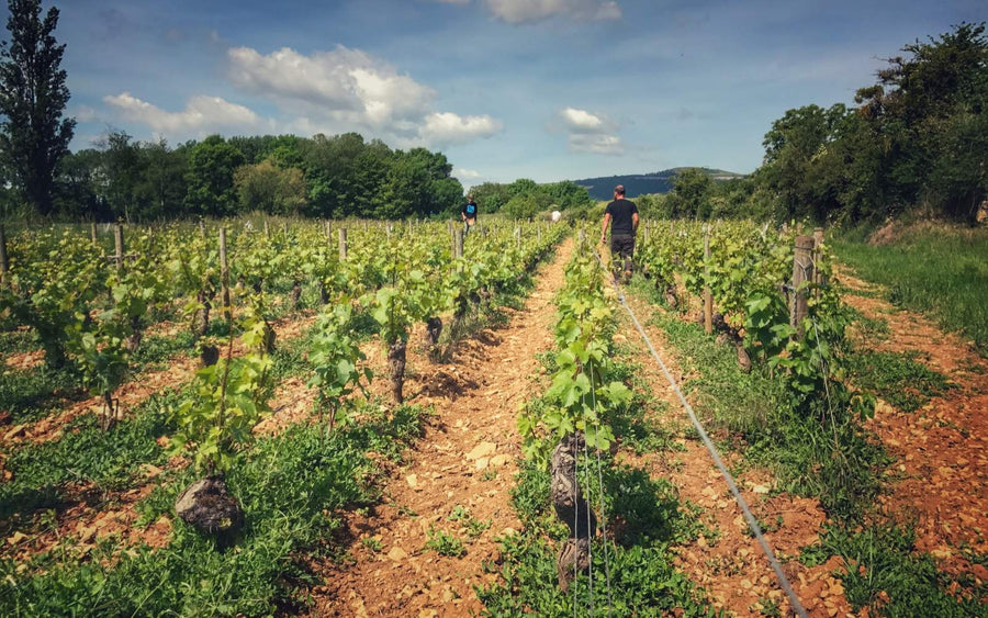 Finca Jessiaume