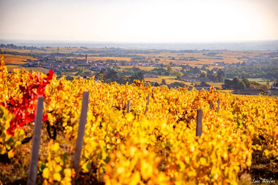 Finca Guillot-Gonin