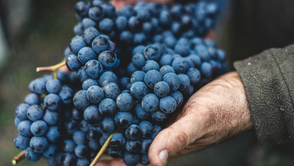 Vino de viticultor-elaborador frente a vino de comerciante: ¿qué diferencias hay para el sumiller?