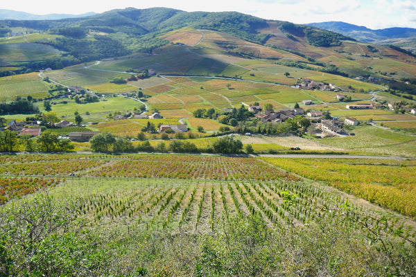 Beaujolais : ce que vos clients ne savent pas encore