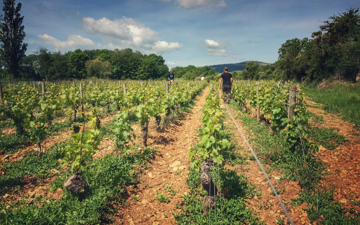 Finca Jessiaume