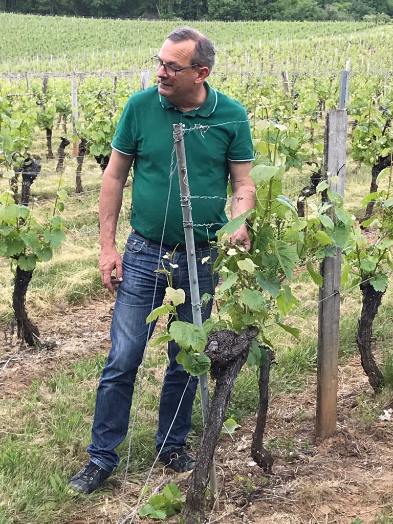 Viñedos Pelvillain