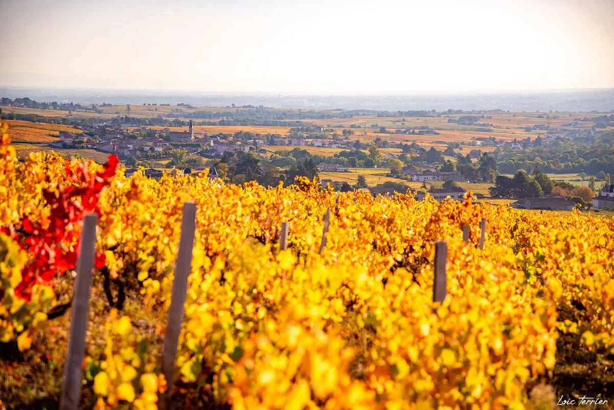 Finca Guillot-Gonin