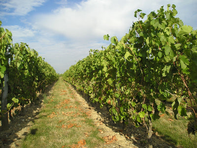 Domaine de Terrebrune