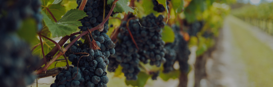 Biodynamic Wines