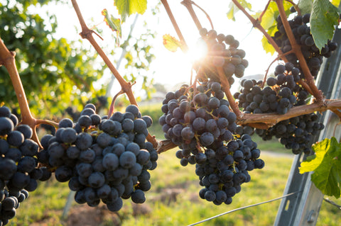 Certified Organic Wines